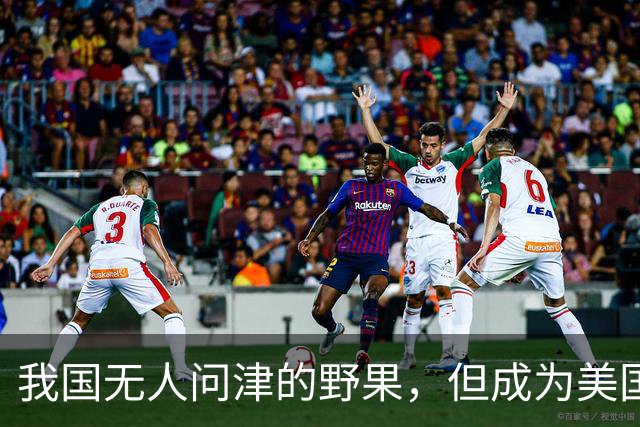 我国无人问津的野果，但成为美国人的心头宝，60元1斤供不应求？