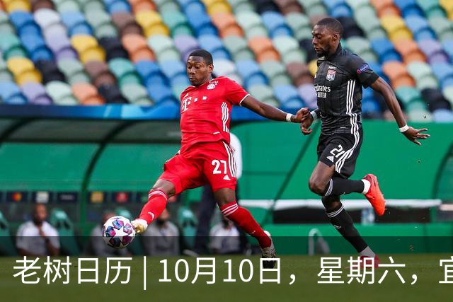 老树日历 | 10月10日，星期六，宜篱下采菊