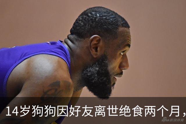 14岁狗狗因好友离世绝食两个月，主人急坏了，特地准备了一顿烤肉，没想到剧情直接反转！